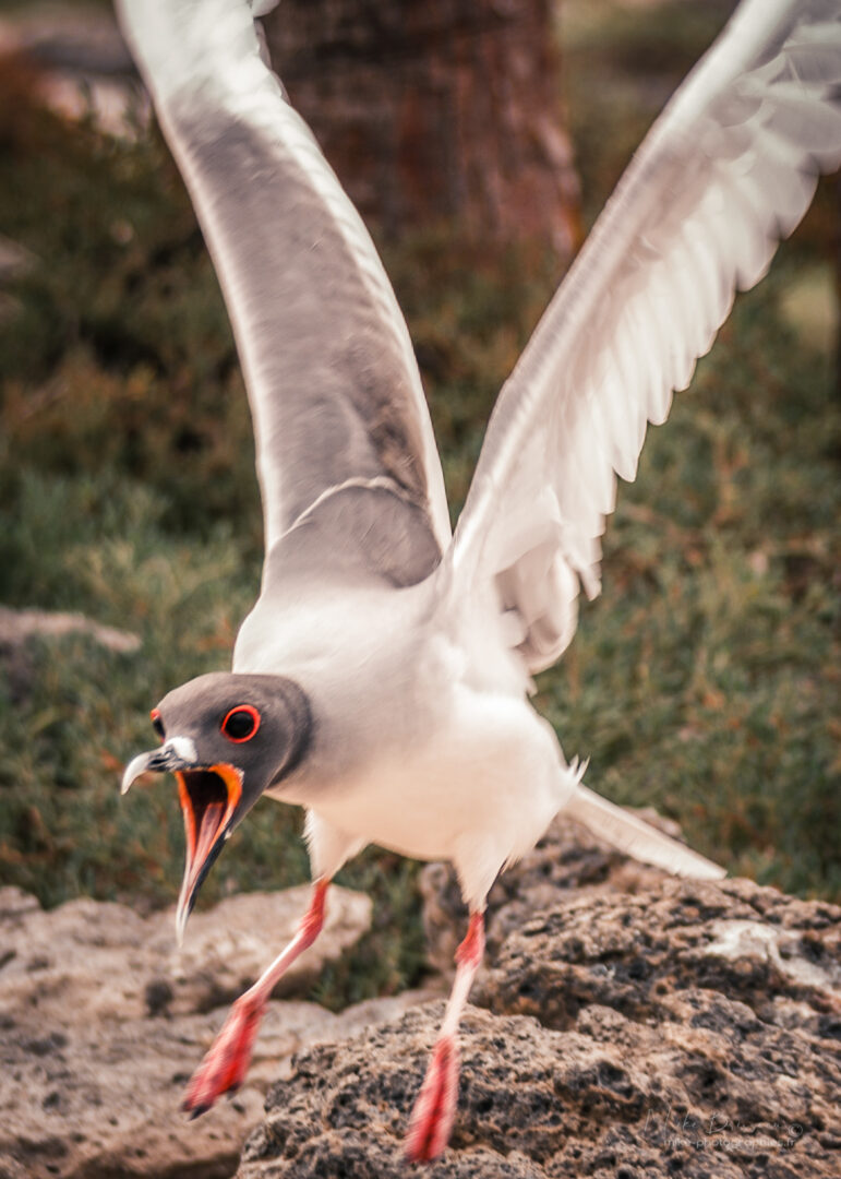 Animaux, Equateur, Galápagos, Gaviota, Isla North Plaça, Oiseaux, Sauvage, Wildlife, animal, animaux, faune
