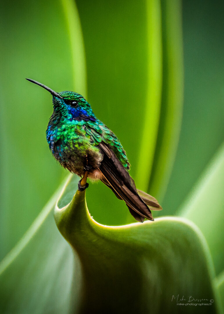 Animaux, Colibris, Costa Rica, Oiseaux, Sauvage, Wildlife, animal, animaux, faune