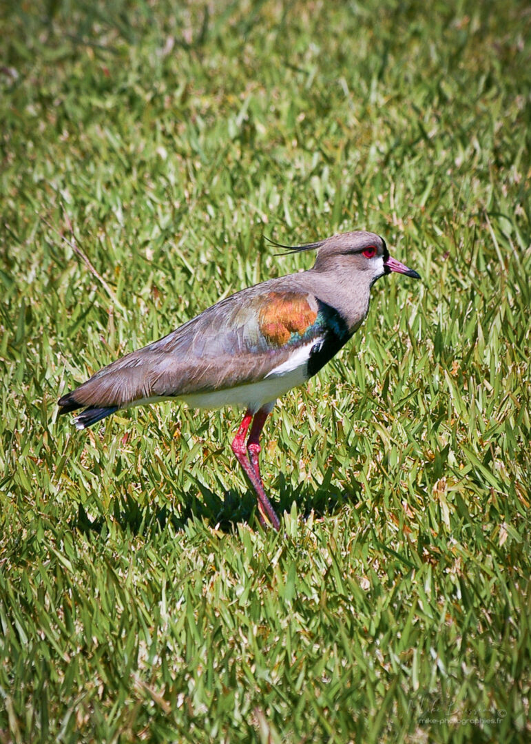 Animaux, Argentine, Mike, Oiseaux, Sauvage, Wildlife, animal, animaux, faune