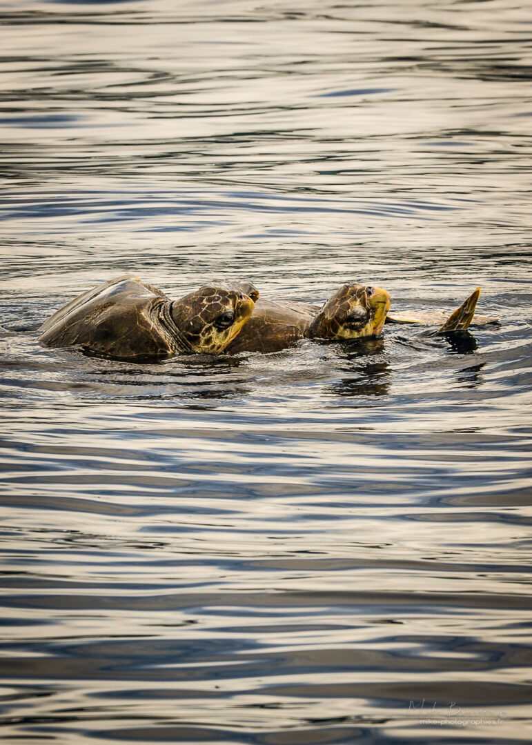 Animaux, Coïba, Panama, Sauvage, Tortue, Wildlife, animal, animaux, faune