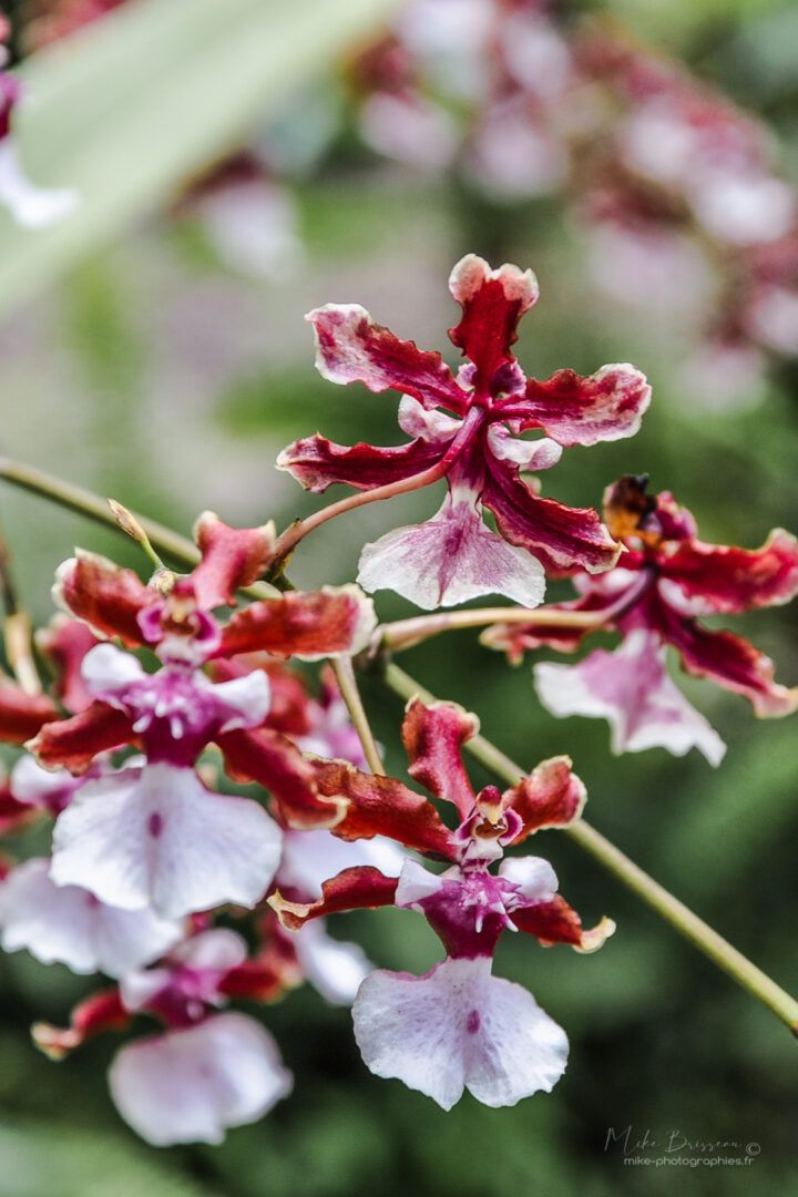 Fleurs, Flore, Nature, Orchidée, Panama
