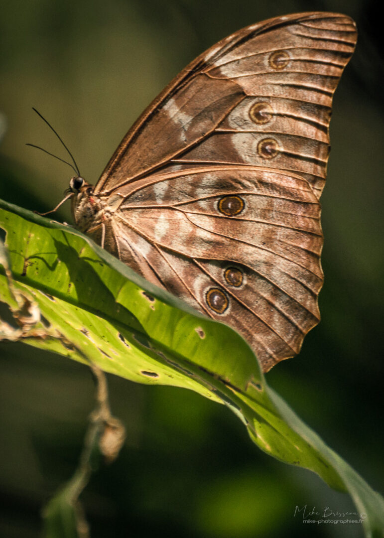 Animaux, Costa Rica, Papillon, Sauvage, Wildlife, animal, animaux, faune