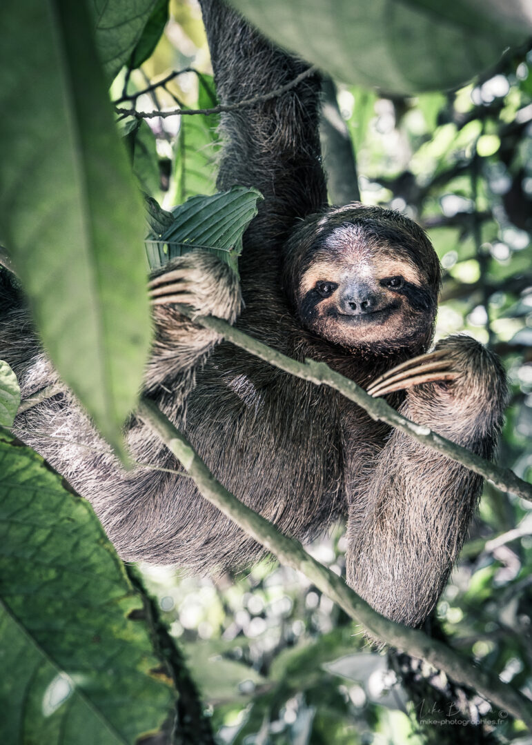 Animaux, Caraïbes, Costa Rica, Paresseu, Sauvage, Wildlife, animal, animaux, faune