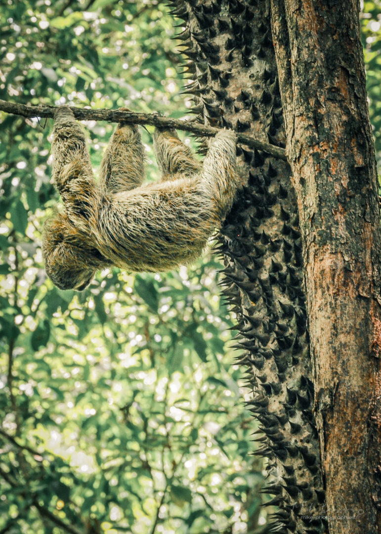 Animaux, Costa Rica, Paresseu, Sauvage, Wildlife, animal, animaux, faune