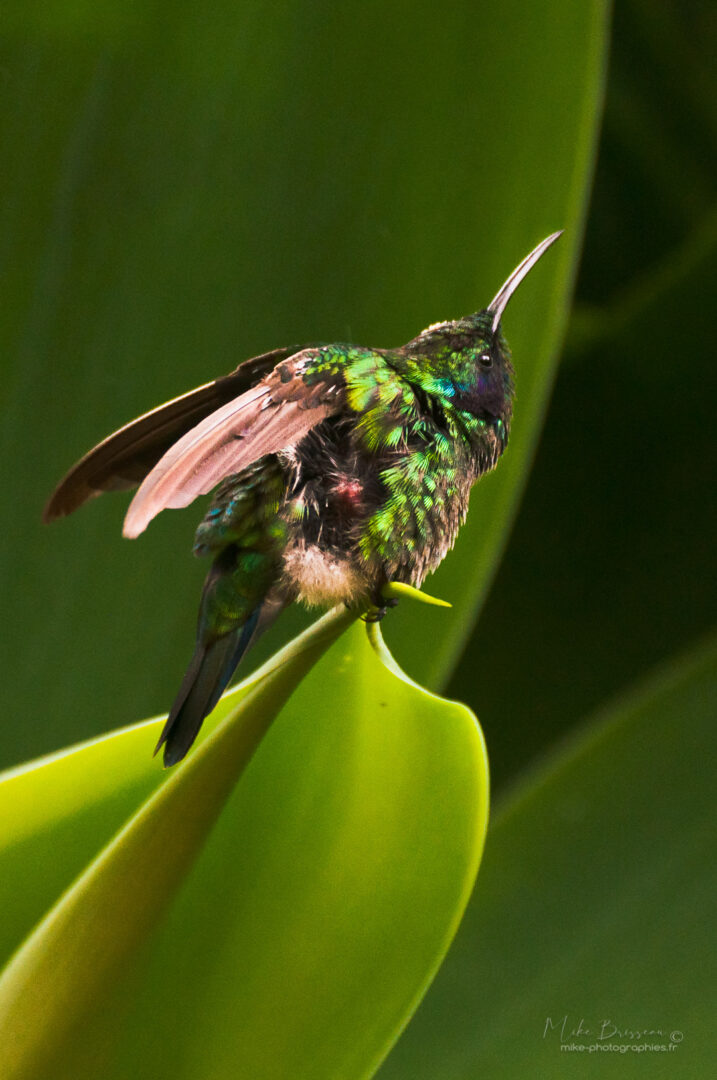 Animaux, Colibris, Costa Rica, Oiseaux, Sauvage, Wildlife, animal, animaux, faune