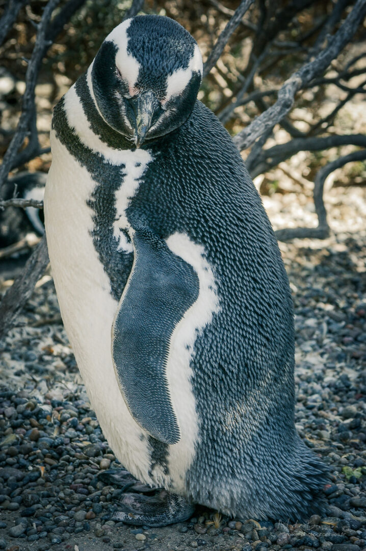 Animaux, Argentine, Mike, Pingouin, Sauvage, Wildlife, animal, animaux, faune