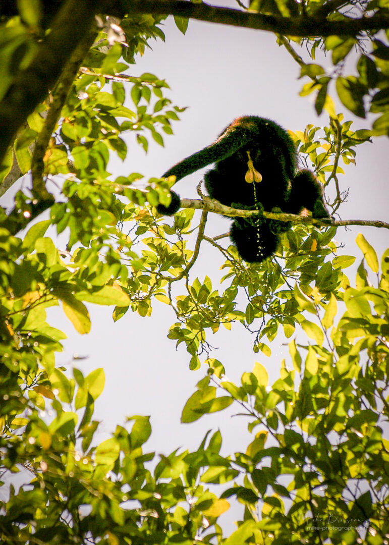 Animaux, Mexique, Sauvage, Singe, Wildlife, animal, animaux, faune