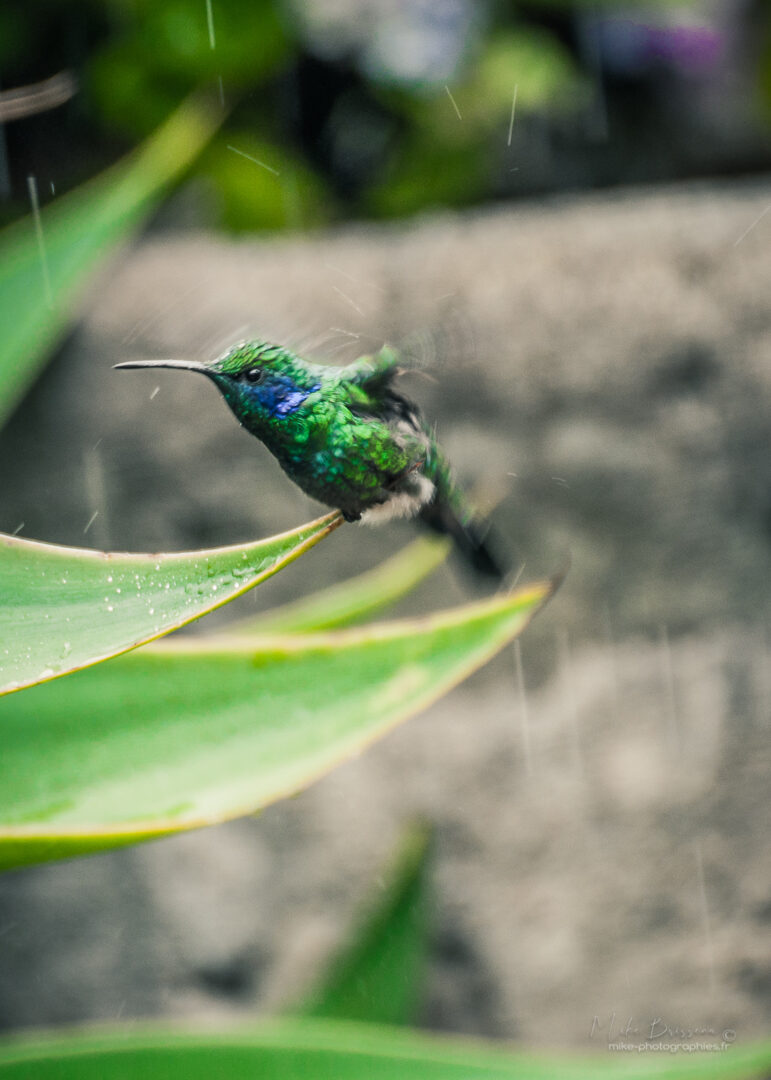 Animaux, Colibris, Costa Rica, Oiseaux, Sauvage, Wildlife, animal, animaux, faune