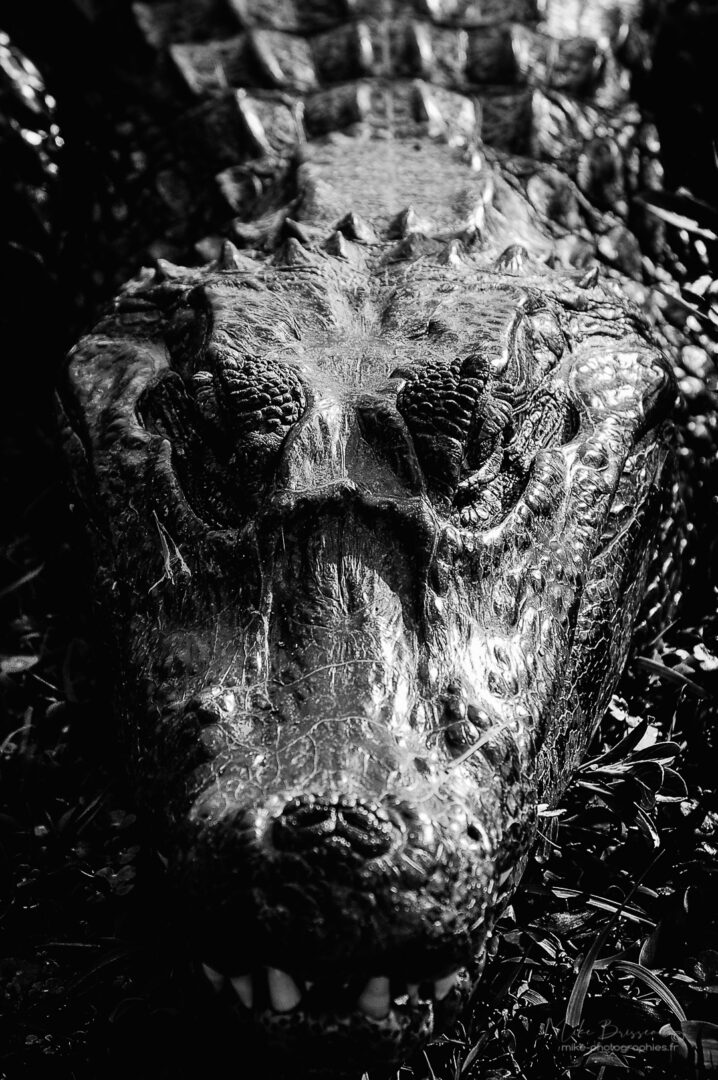 Animaux, Argentine, Crocodile, Mike, Sauvage, Wildlife, Yakaré, animal, animaux, faune