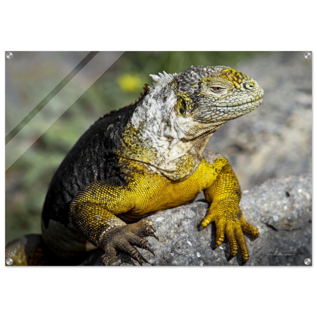 6e7e62af-6aa3-408f-b2c4-e26e11d34ab9