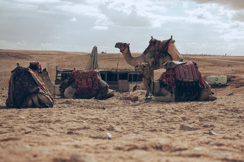 Le Caire - Chameaux au repos- Egypte